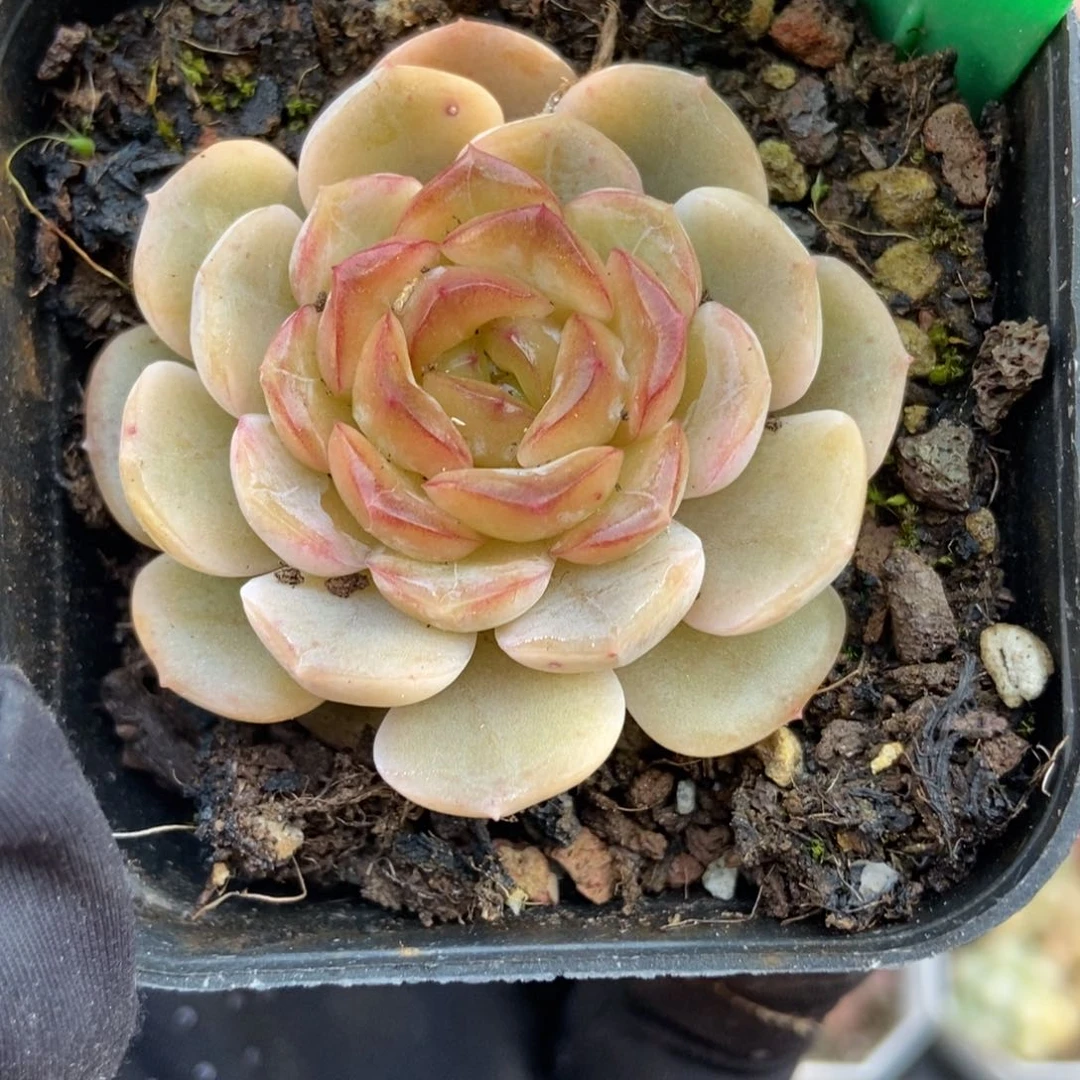 1661容晶多肉植物