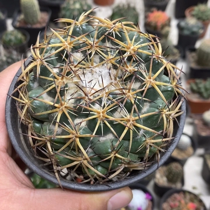 实生大号天丝象牙