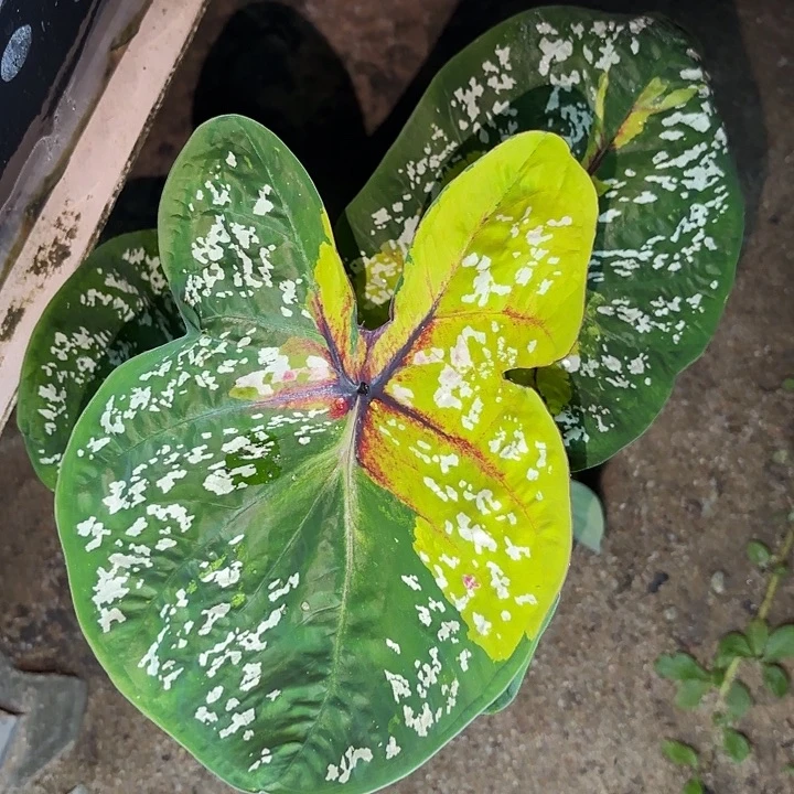78-1016野蜂飞舞彩叶芋泰国