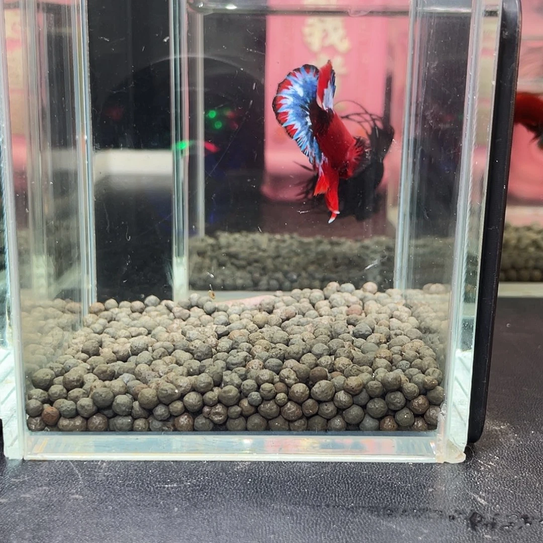 斗鱼44号93早红肉