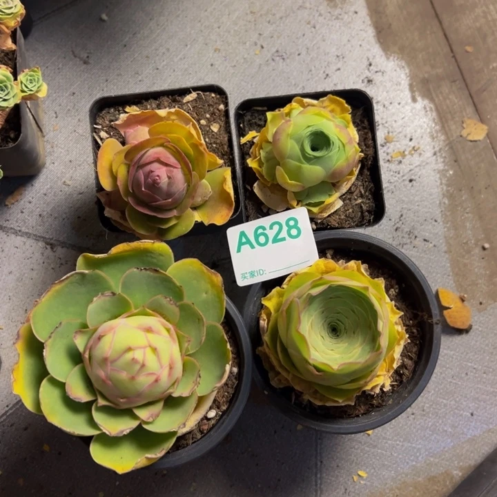 精品帕系山地玫瑰