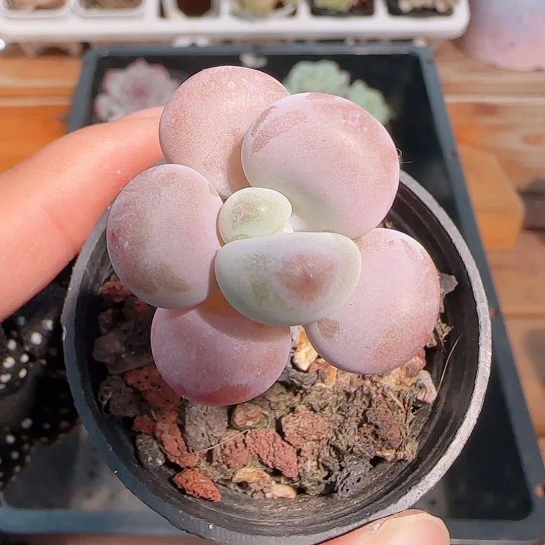 多肉1030--240洛神小老桩