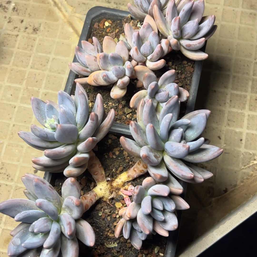 紫丽殿多肉29.8植物