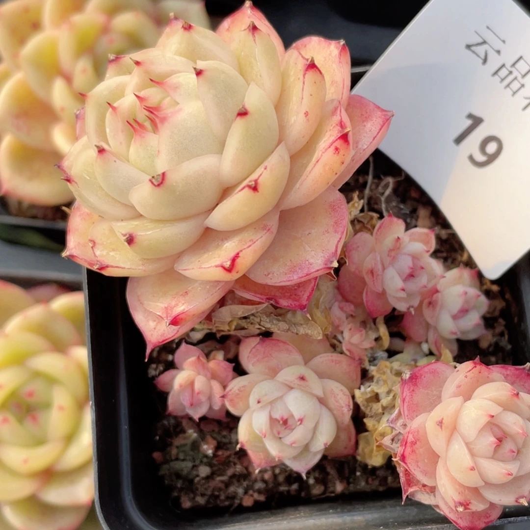 V**i19号糖心冰心珍妮 不包整