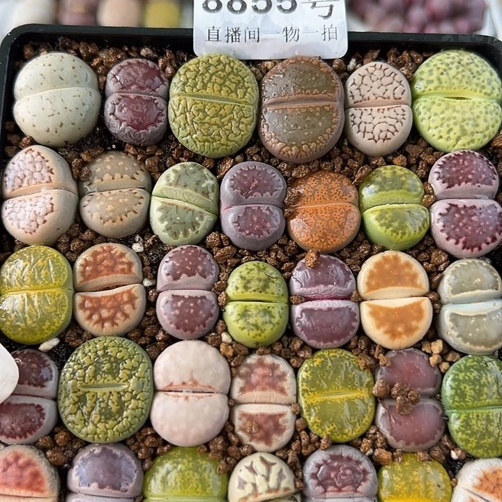 8855 好养易活生石花大母本10cm盆35个1.5-2cm