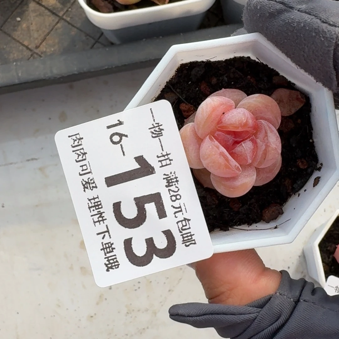 玉兔无盆土发货无