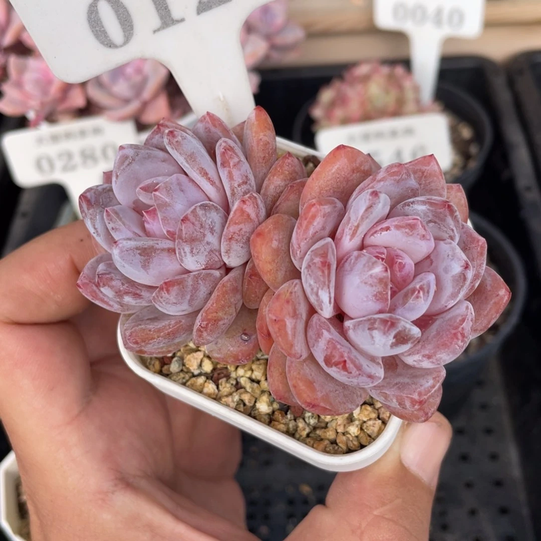 0128橙子不带盆8厘米