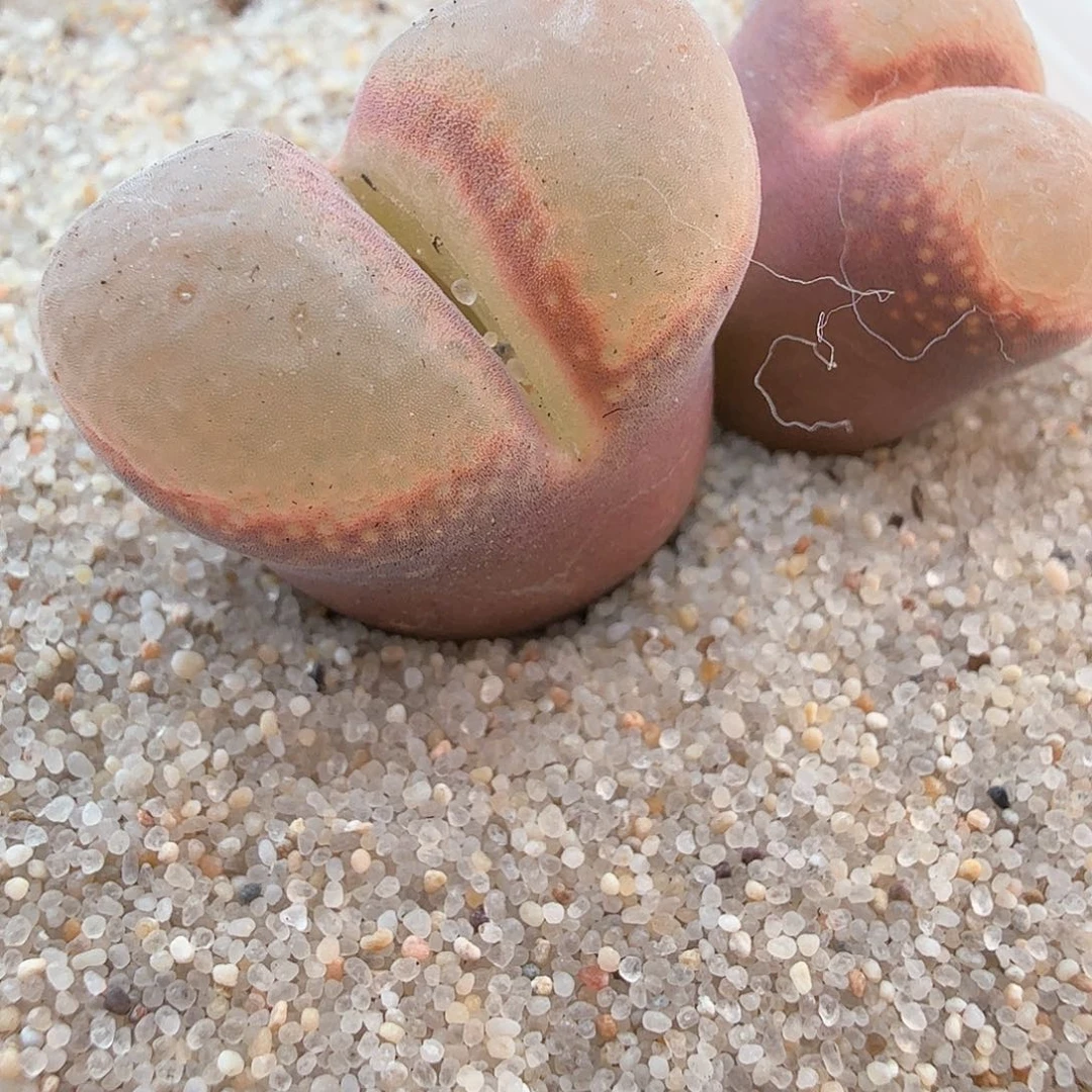 麻*.2.16.56/日系大紫红风铃/多肉植物