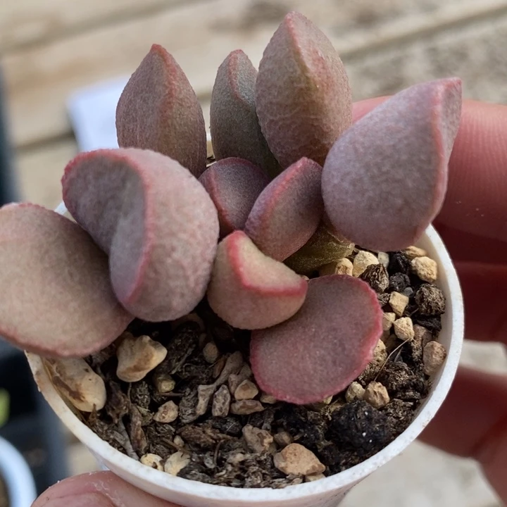 1761粉雪蛋一颗一颗