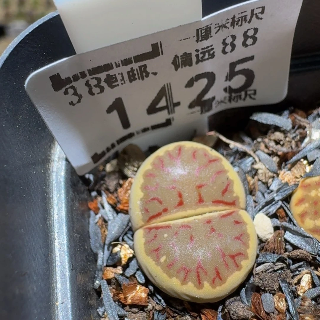 Ssss精品生石花1425
