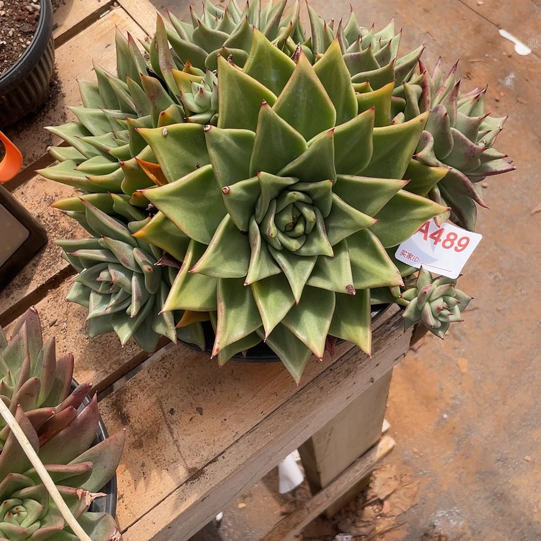 若如东云组拍A489