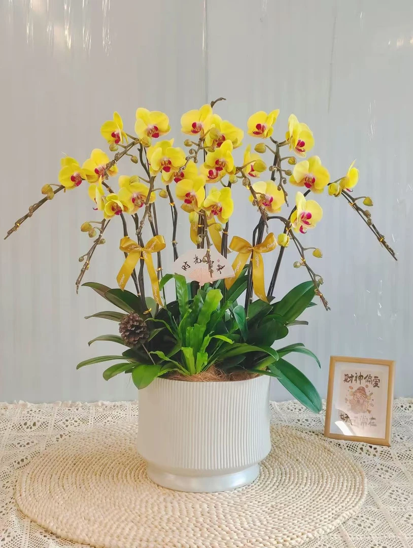 （黄金美人）大花型2.8寸杯 出梗苗室内盆栽花卉