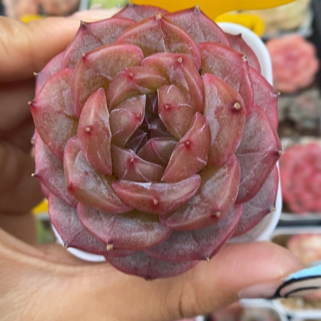 魅影珍妮可拍5714号