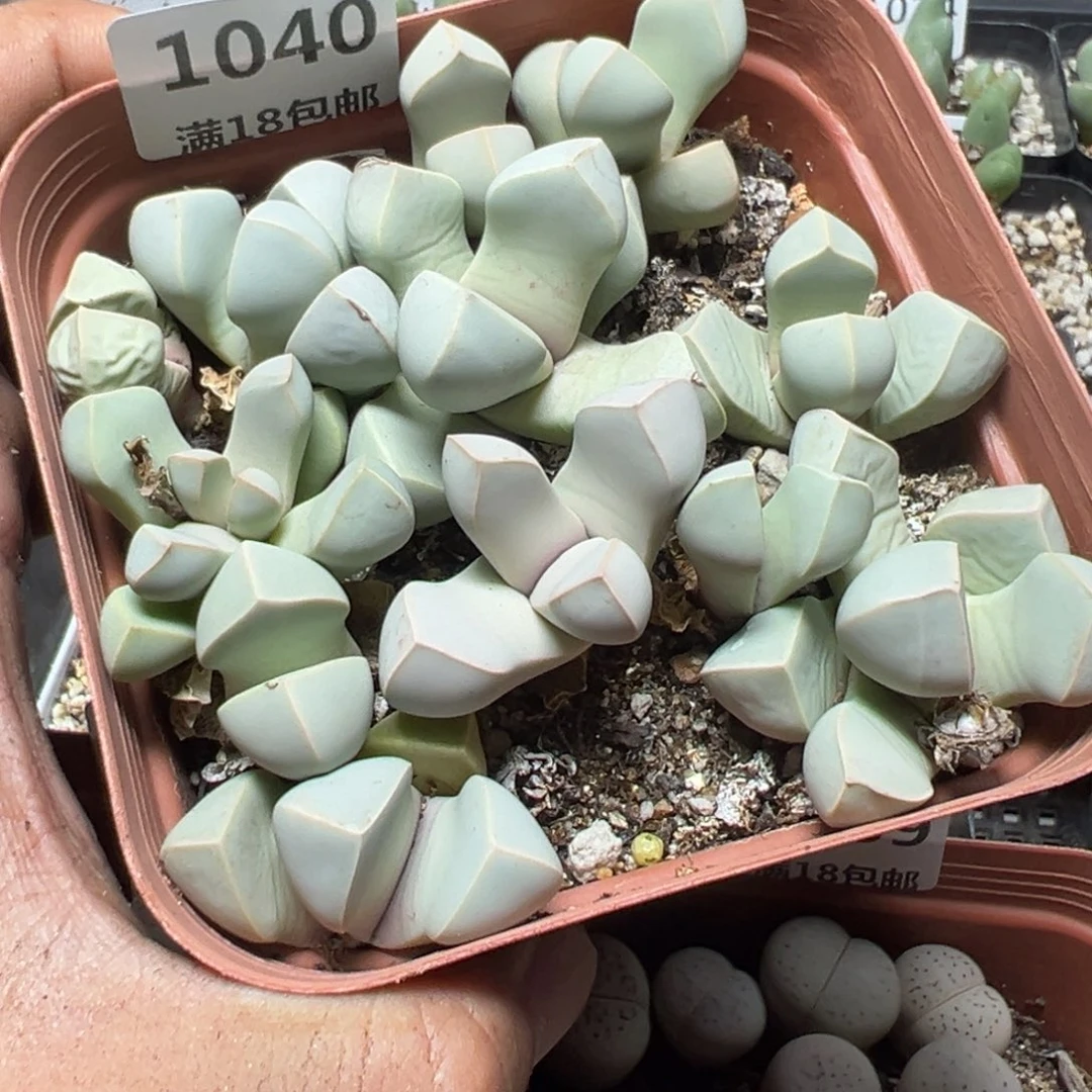 【闪购商品】 1040。