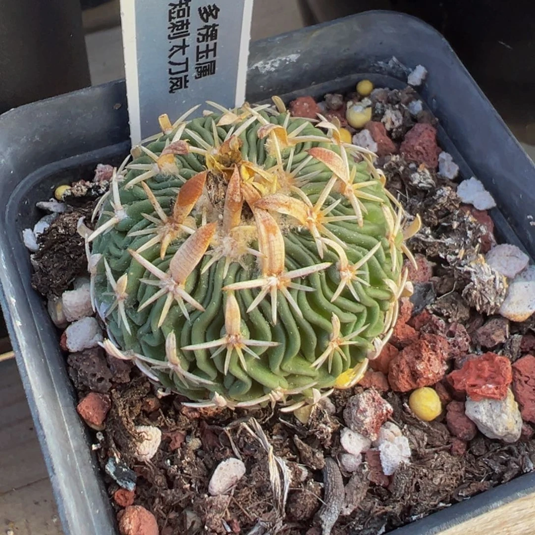 7实生根短刺太刀岚多肉植物带盆土