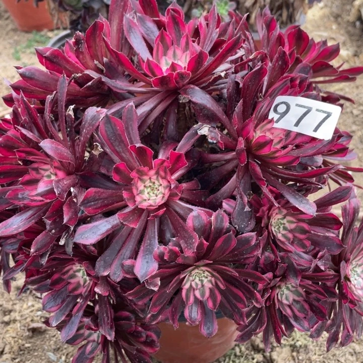 977多肉植物黑铜白有断枝