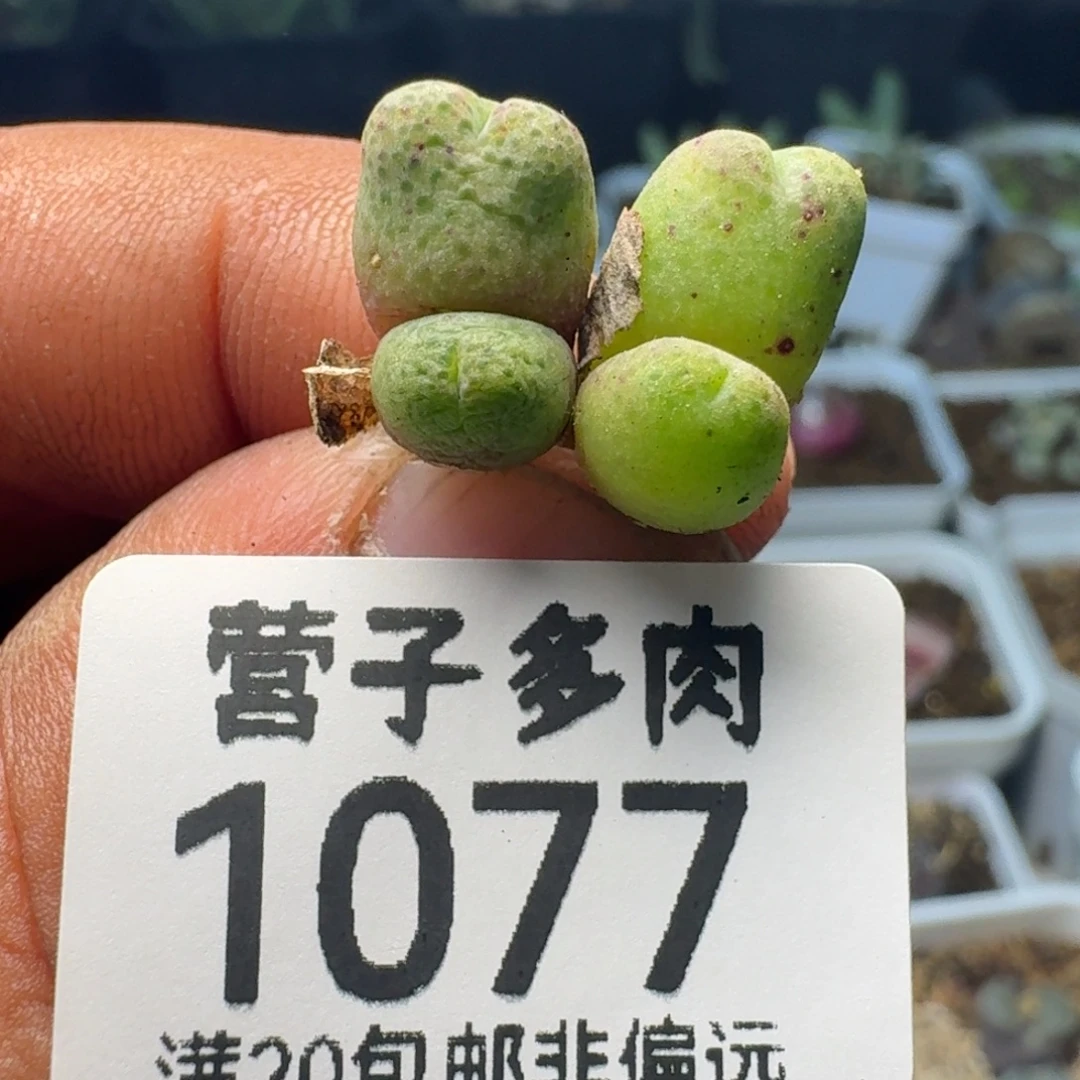 斑马955两颗双头。