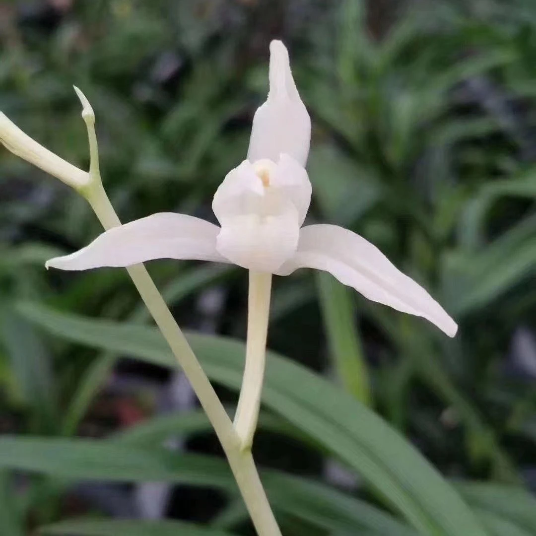 精品兰花素白狐