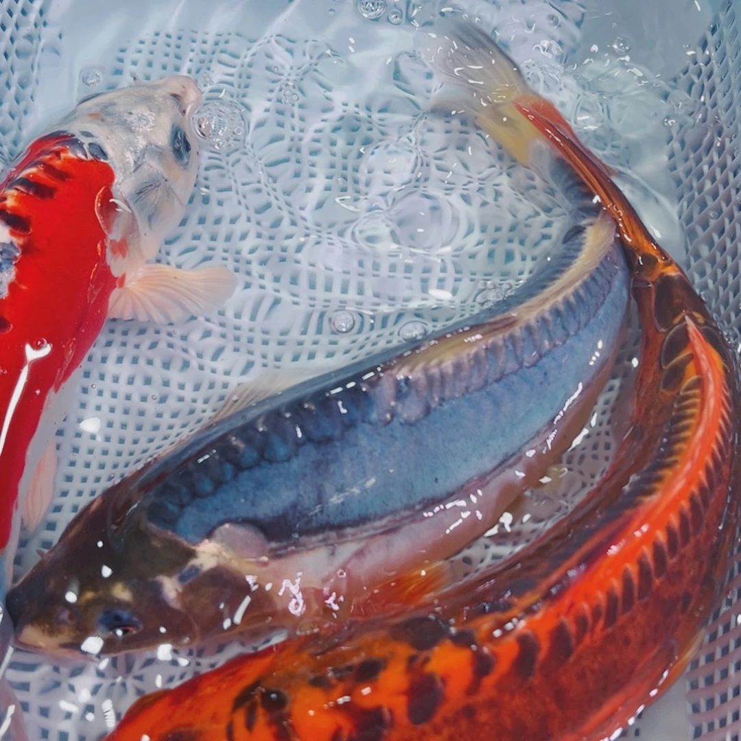 锦鲤锦鲤冷水鱼观赏137