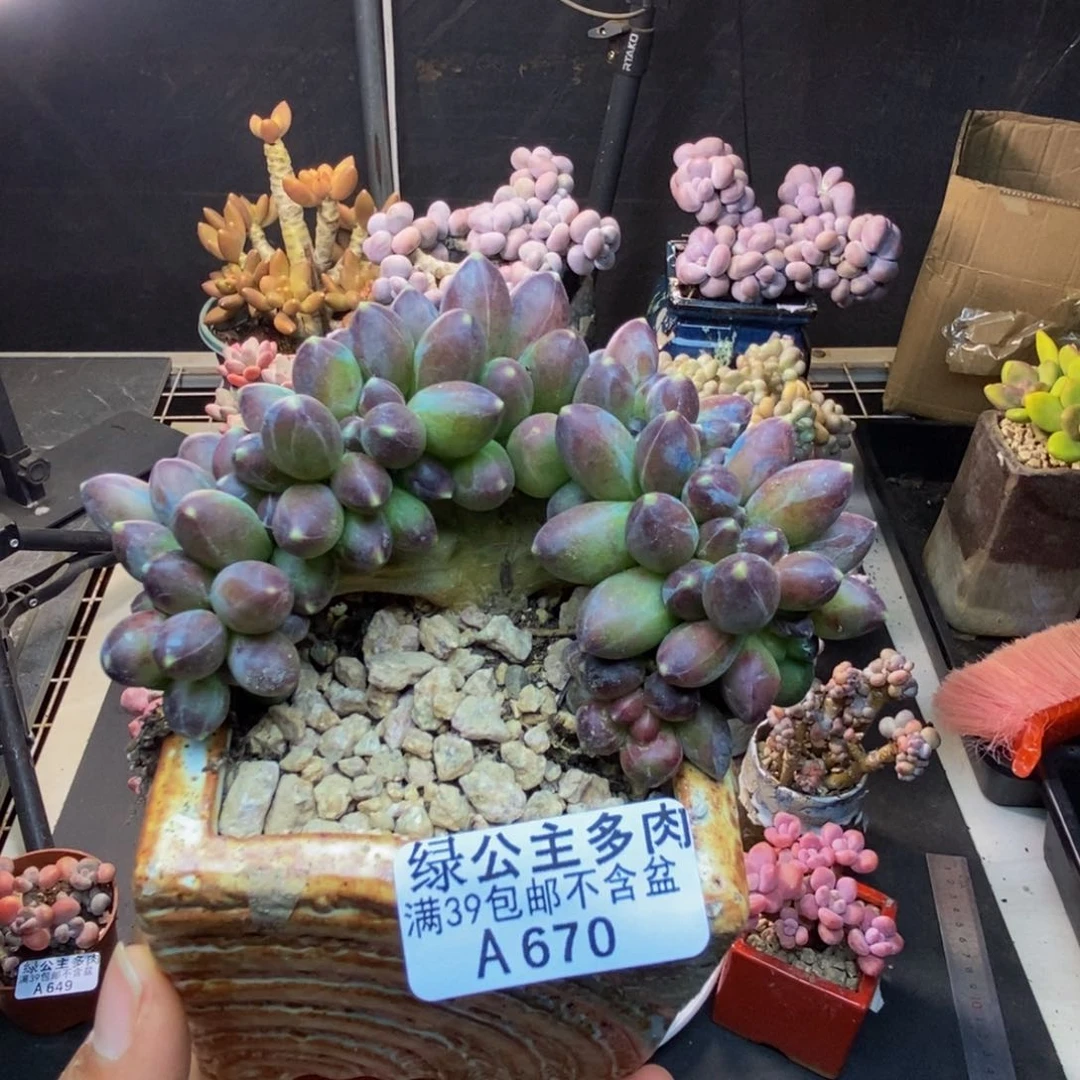 670香蕉树缀多肉8c m
