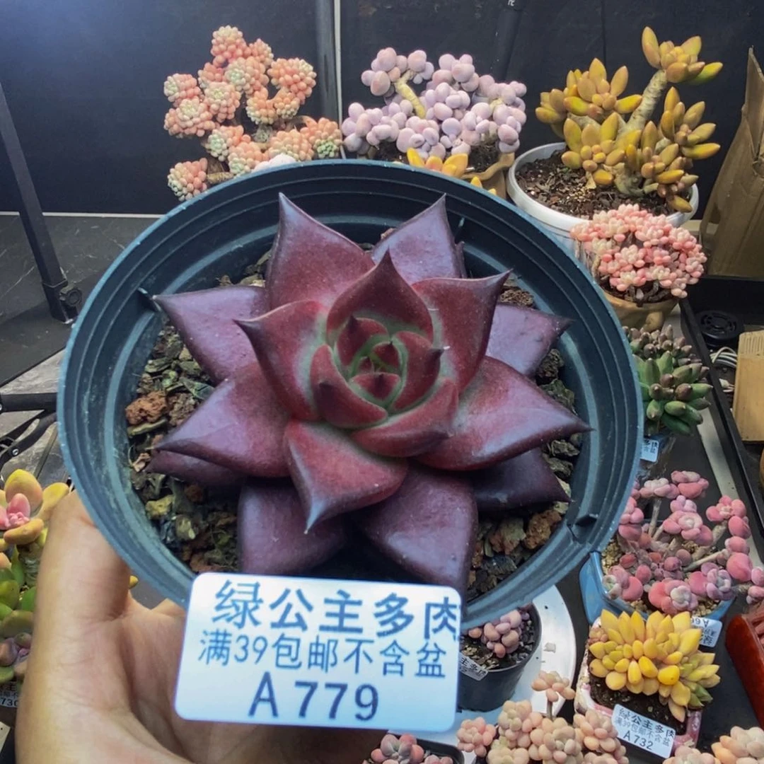 779罗宾仙子多肉7c m