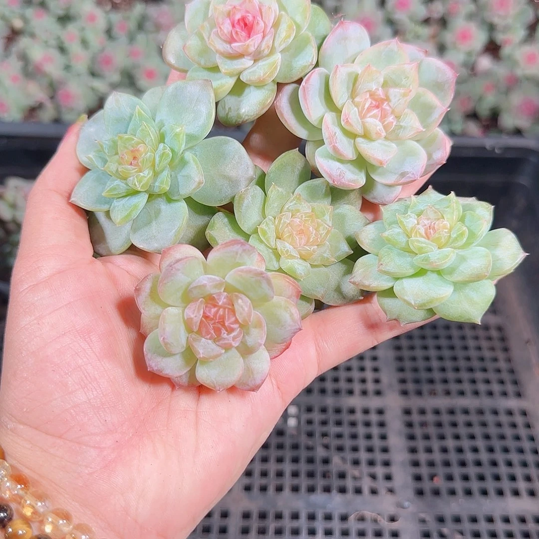 0923---189糖心珍妮