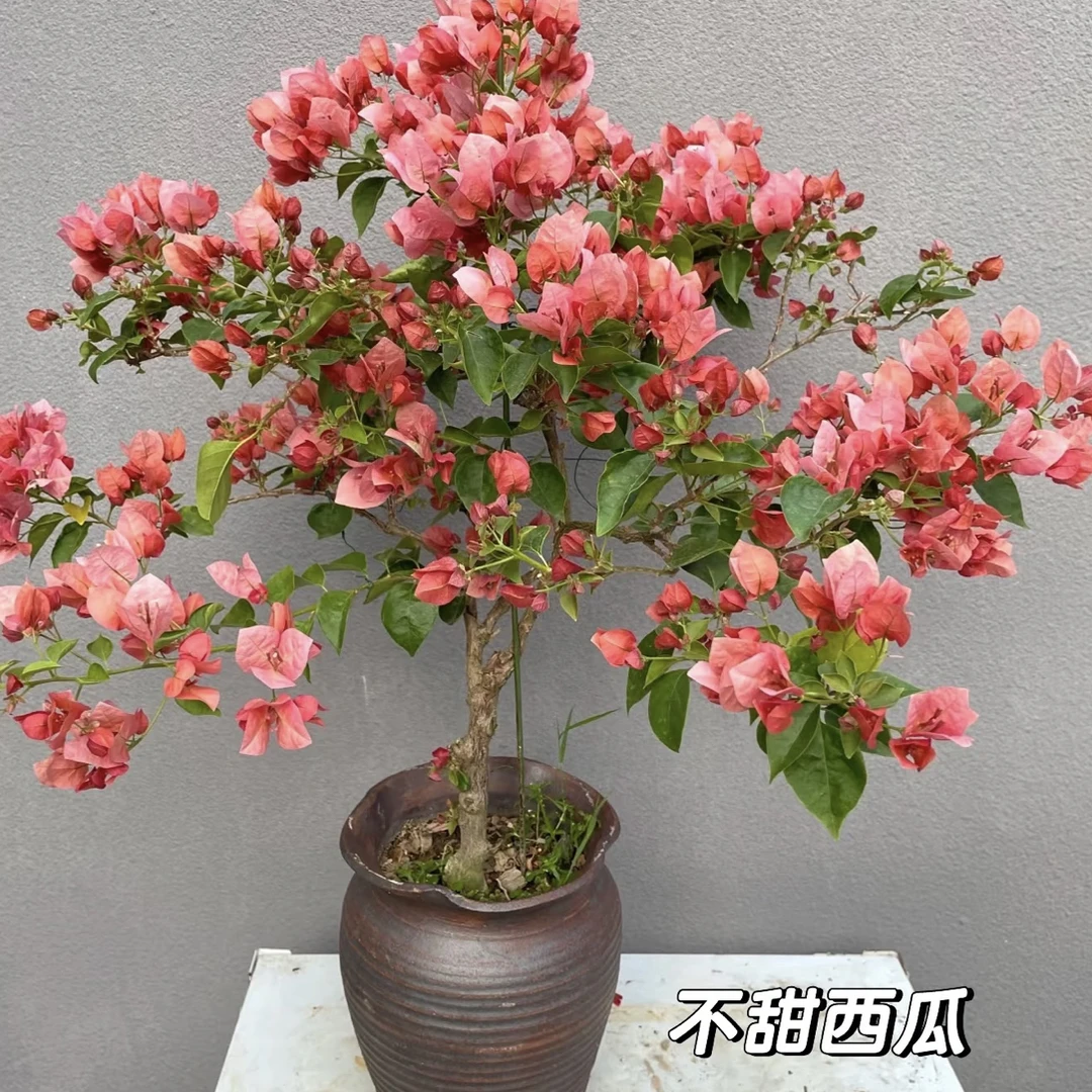 【不甜西瓜】三角梅盆栽（运输过程掉花掉叶属于正常现象 介意勿拍 ）