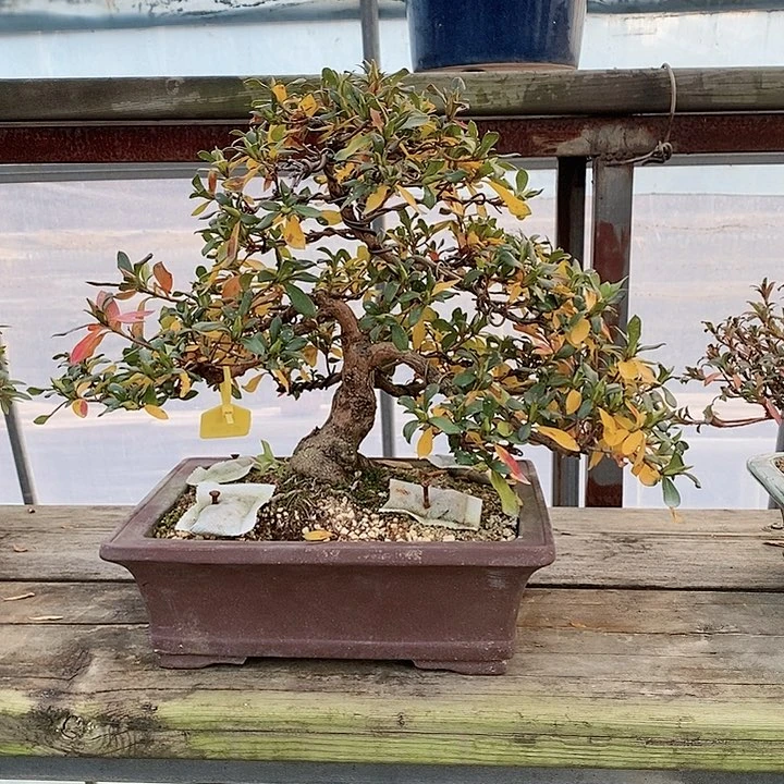 盆景未*C231杜鹃