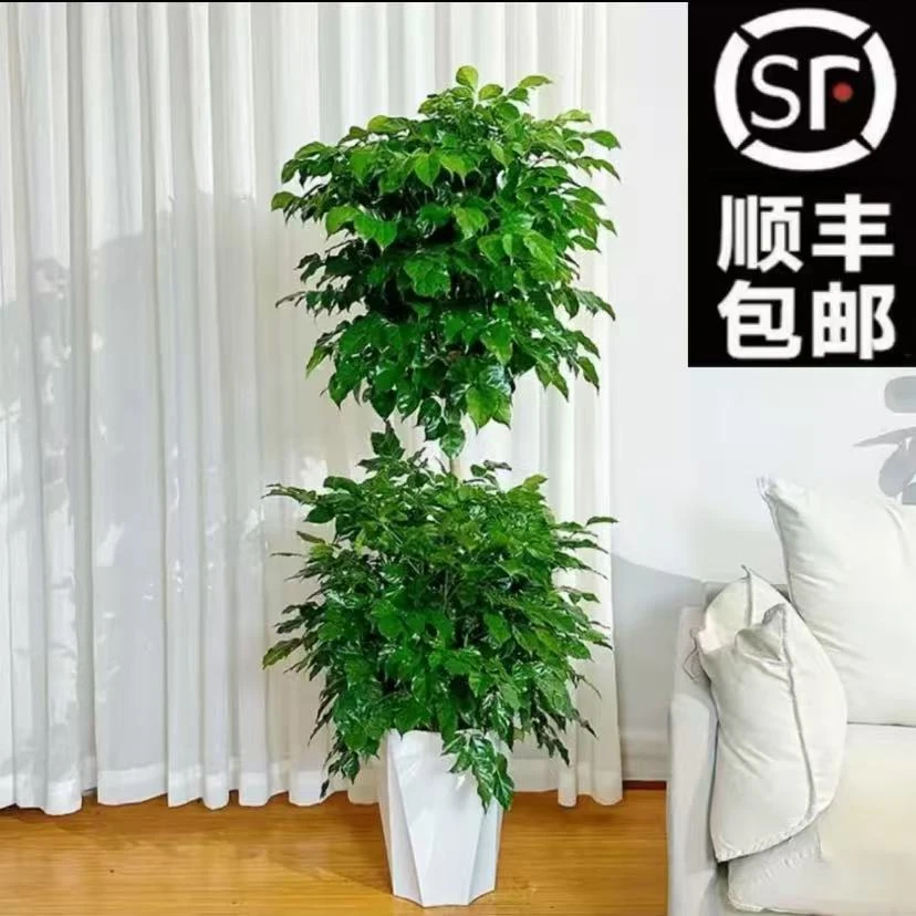 【送白盆】【顺丰包邮】双层幸福树1.3-1.5米四季常青常绿净化空气2
