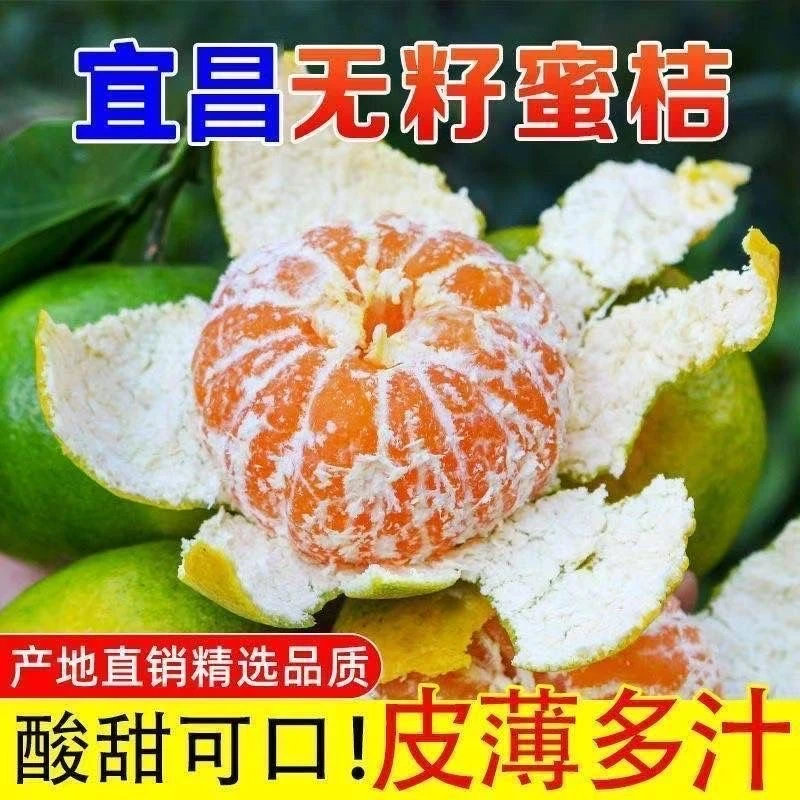 现摘湖北宜昌蜜桔新鲜青皮桔子薄皮酸甜多汁无籽蜜橘应季水果包邮