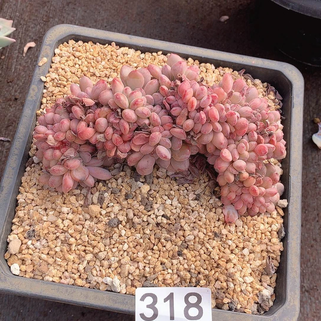 318缀一物一拍多肉