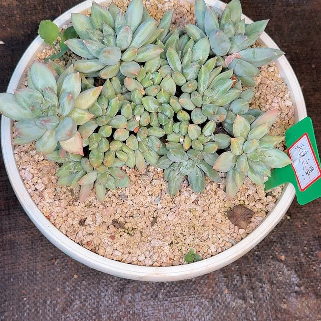 蔬***子多肉植物寄养jlhf