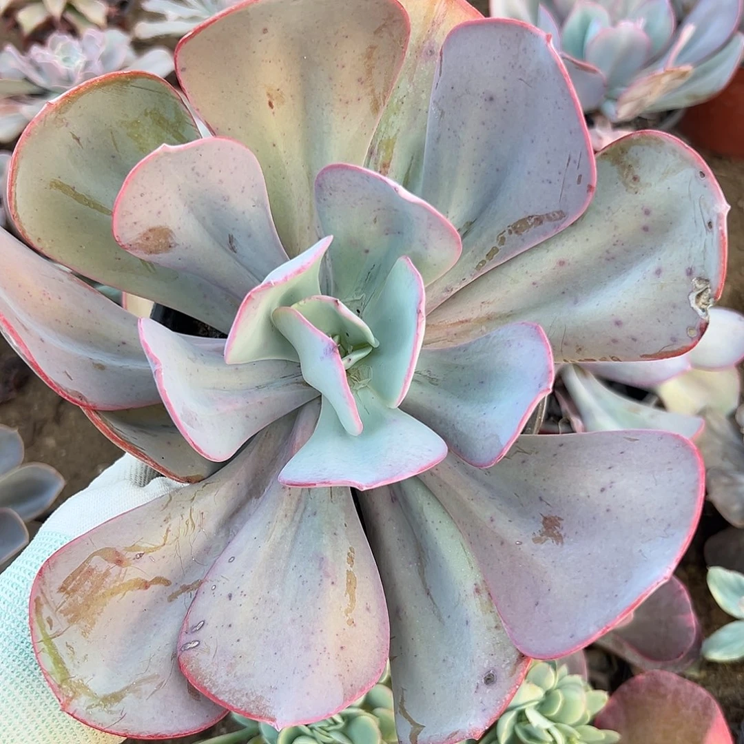 了呃呃呃呃呃呃呃呃呃这