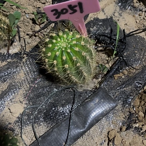 大仙女丑3051号仙人球