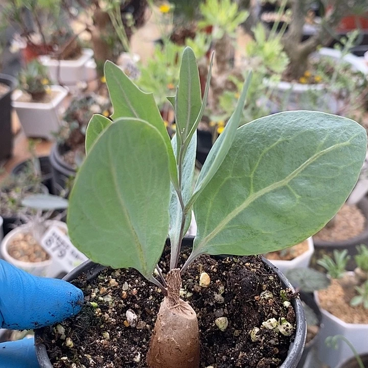 701紫花厚敦菊带盆一一一一