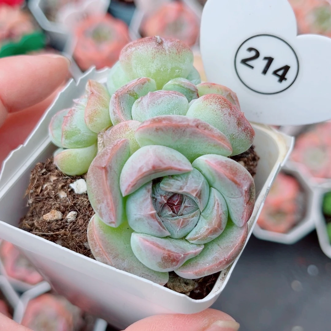 214号小老桩珍妮群