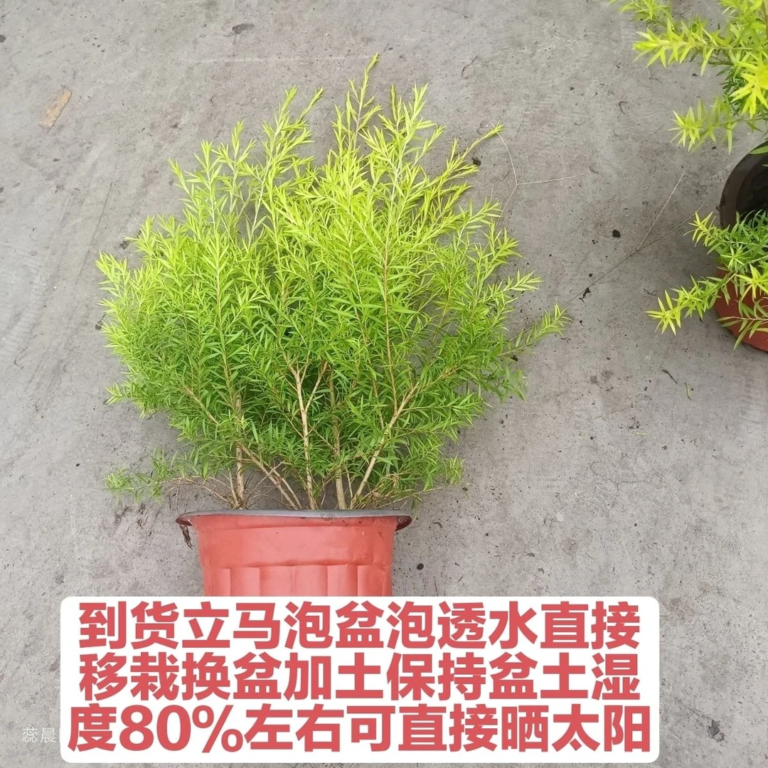 黄金香柳树苗千层金盆栽地栽室内外庭院花园多年生木本植物常青