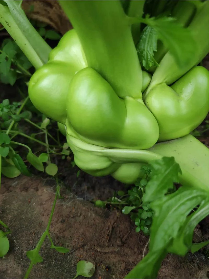 农村自种鲜榨菜头包邮
