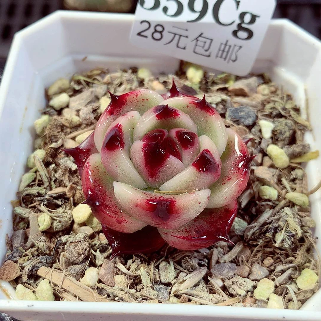 5厘米盆精控多肉359