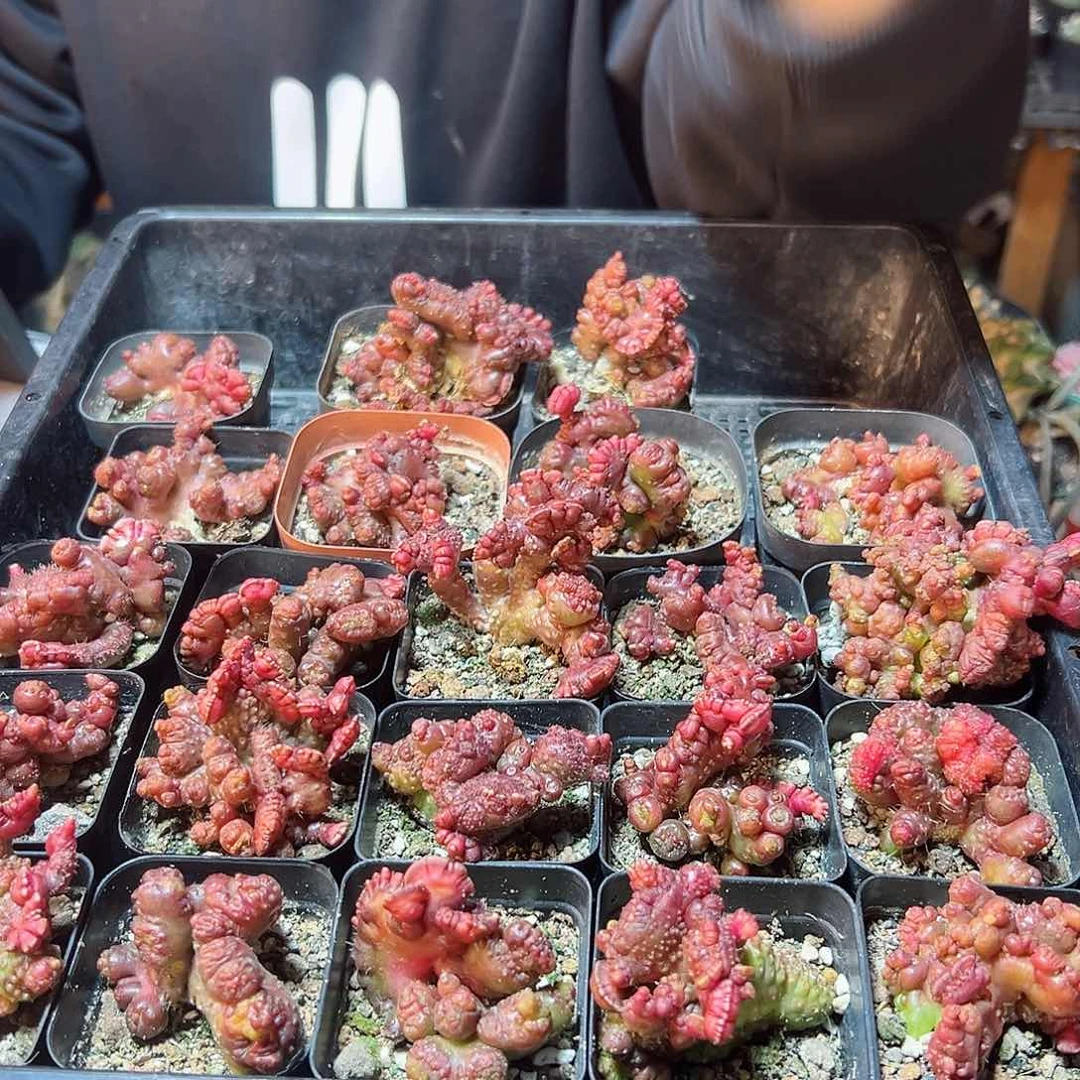 自根红高莎石化缀4.5公分