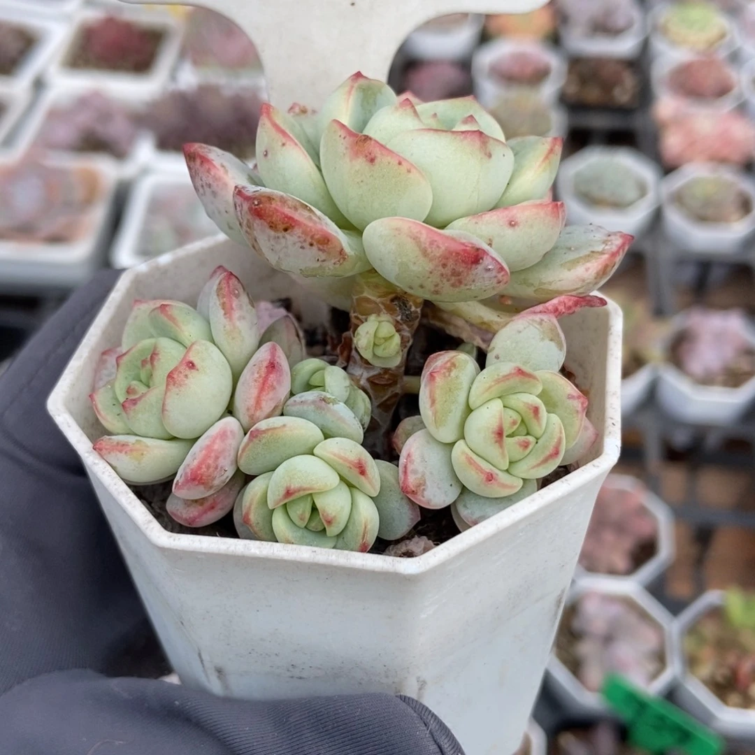 1034香草多肉植物多肉