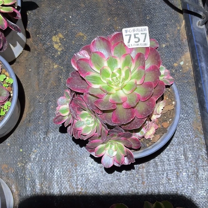 陌***语757赤子心诺米多肉法师锦