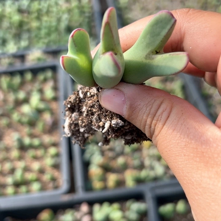 138号多肉植物大v g