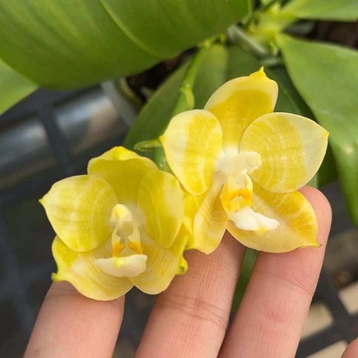 完全开放4.5寸杯弥陀黄龙双苗苗哦