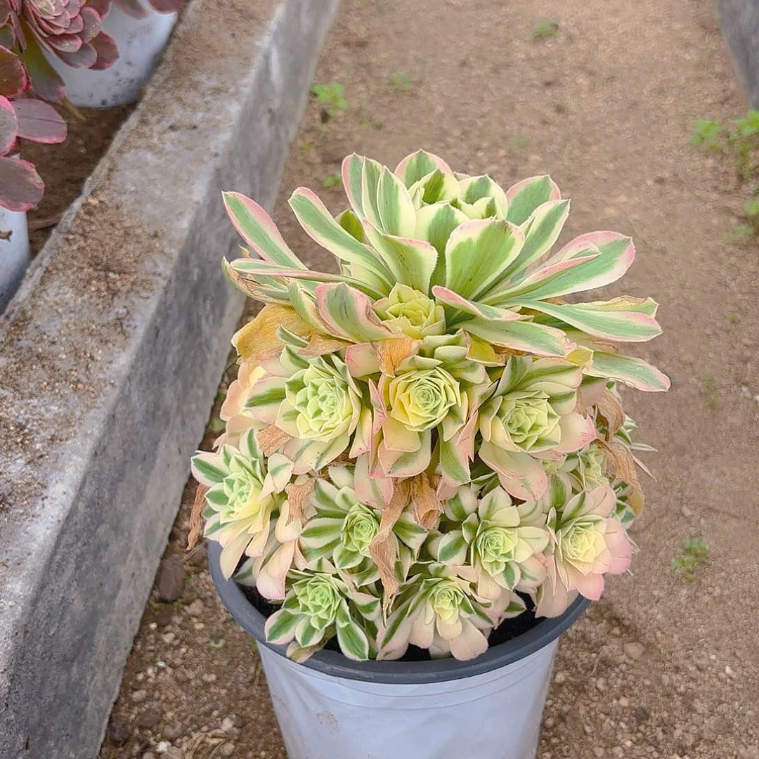 迈巴赫多肉植物手捧二号