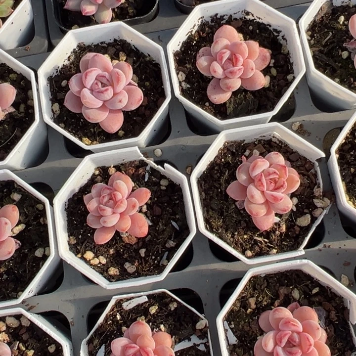 星星雪单头到手1颗量拍多肉满20元包邮下午发货