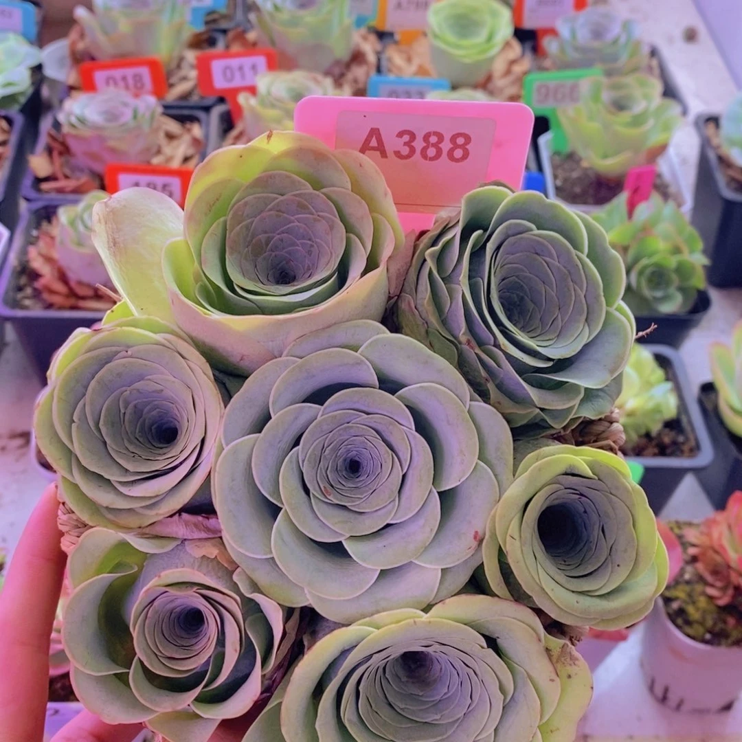 用***9山地玫瑰一物一拍388
