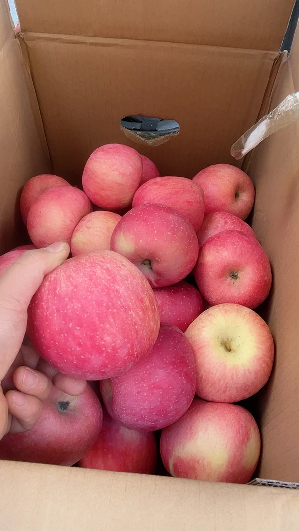 甘肃庆阳红富士苹果新鲜苹果脆苹果产地直发新鲜脆甜多汁当季水果