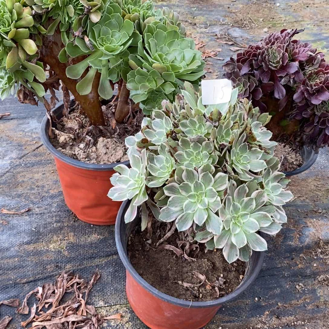多肉植物组合拼盘15