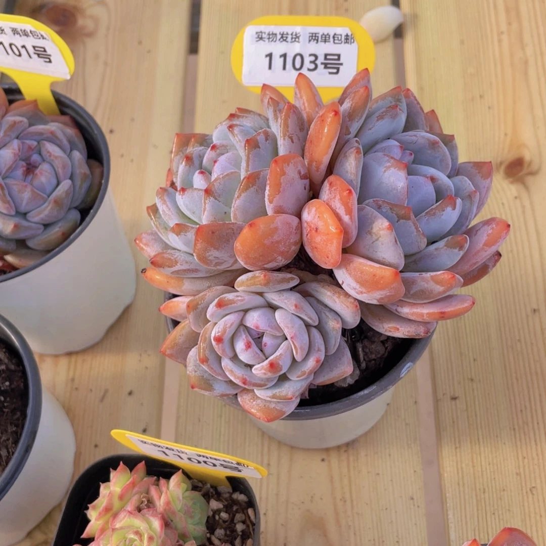 1103号 雪花橙母本群